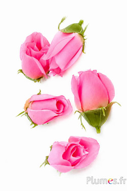 Rozenhoofd - 7 x 3 cm - roze